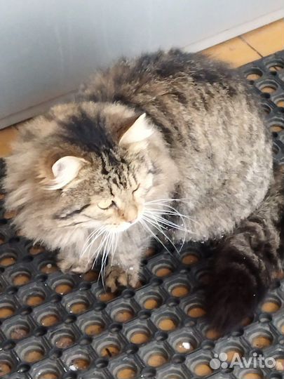 Пушистый котище в поисках семьи прямо с улицы