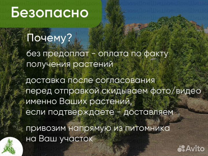 Туя Смарагд 130-150см для посадки летом