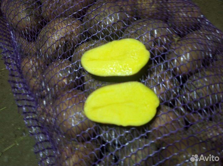 Картофель крупный