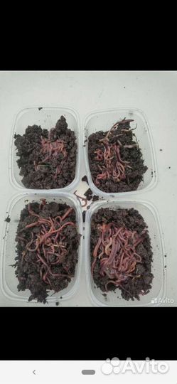 Все для рыбалки