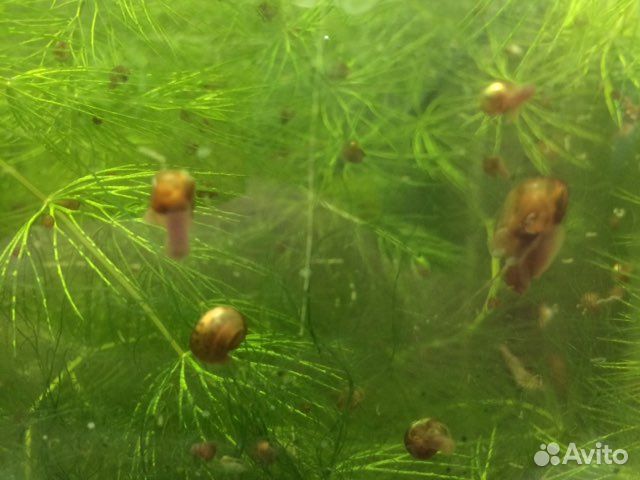 Улитки аквариумные, креветки, гуппи