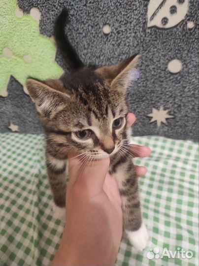 Отдам котят в хорошие руки