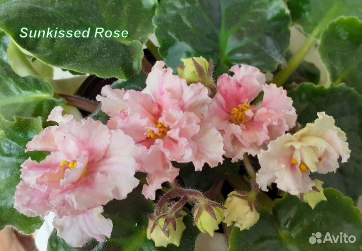 Сортовые фиалки