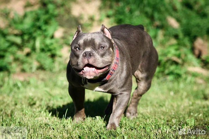 Американский булли вязка