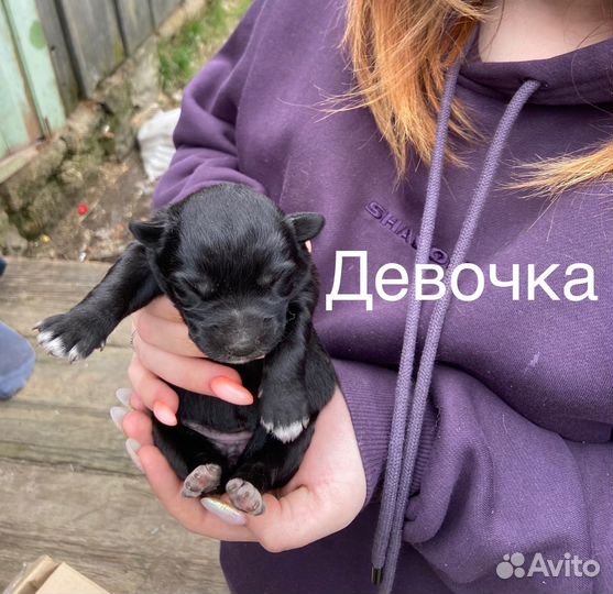 Щенки Лайки