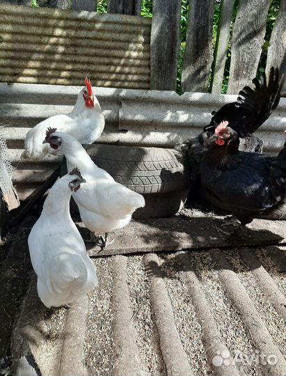 Лакеданзи И/Я