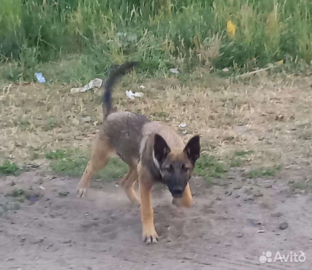 Метис бельгийской овчарки