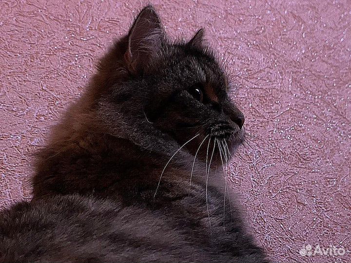 Кошка для вязки