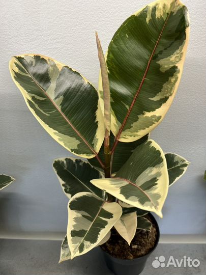 Фикус эластика тинеке