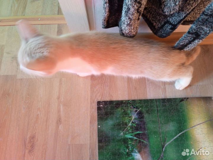 Котенок в добрые руки