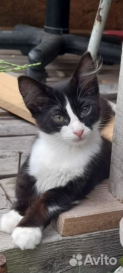 Котенок девочка 1, 5 мес