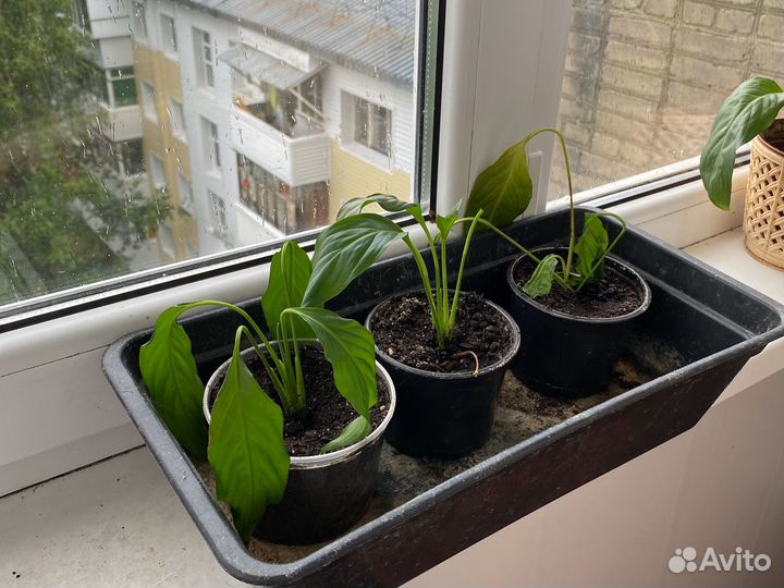 Спатифиллум