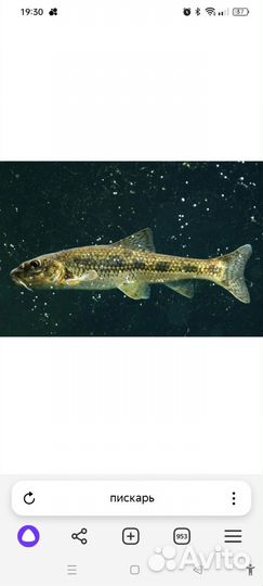 Живец для рыбалки