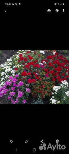 Китайская гвоздика