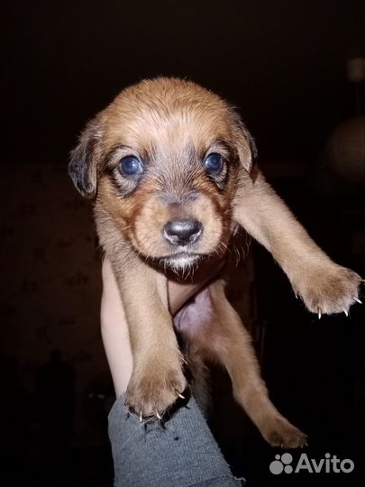 Отдам бесплатно щенков