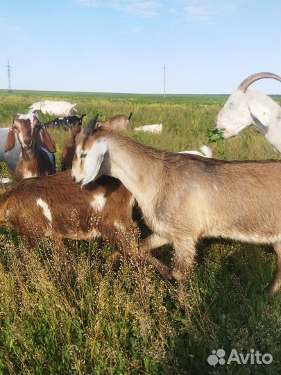 Англо нубийские козы, козлята