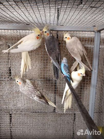 Попугай корелл