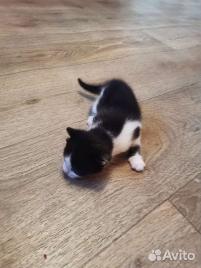 Котята в добрые руки бесплатно коты