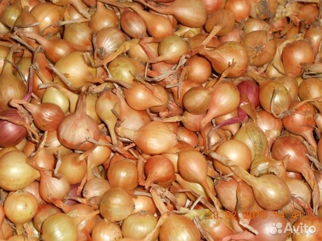 Лук севок оптом 1 й сорт