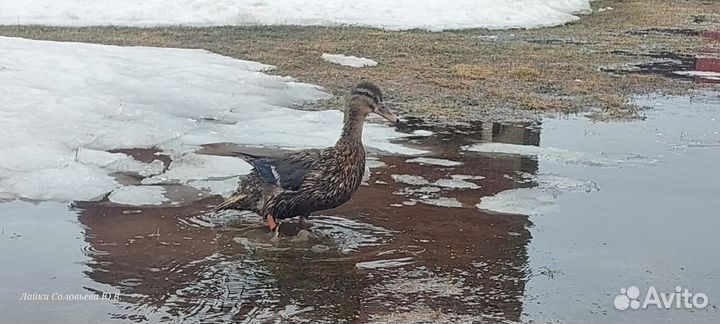 Утки подсадные для охоты