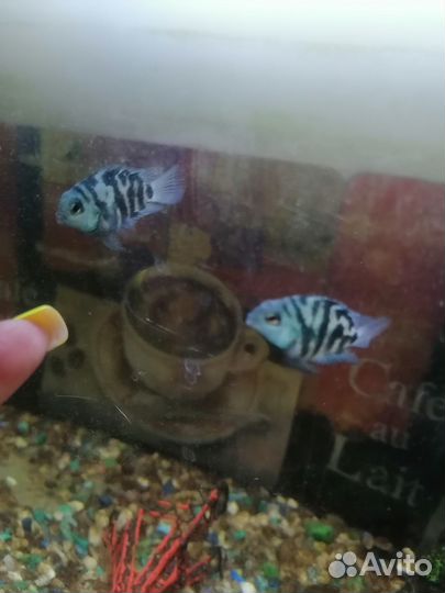 Рыбка сапфировый попугай