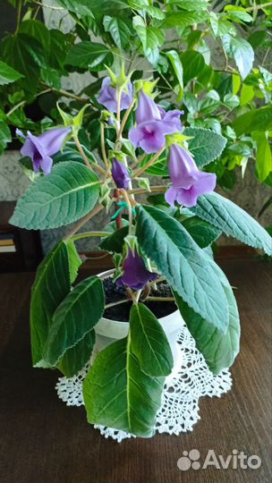 Глоксиния цветущая