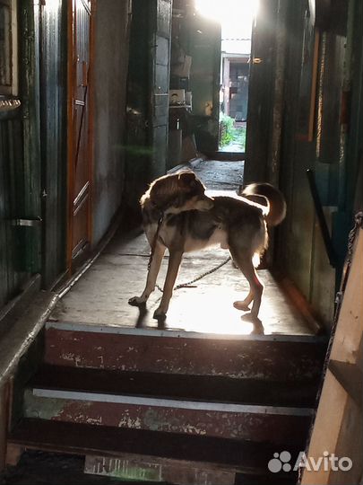 Сторожевой пес