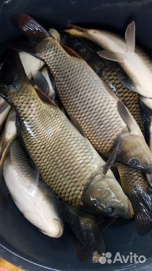 Живая рыба карп