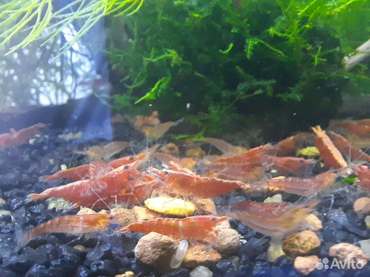 Аквариумные креветки