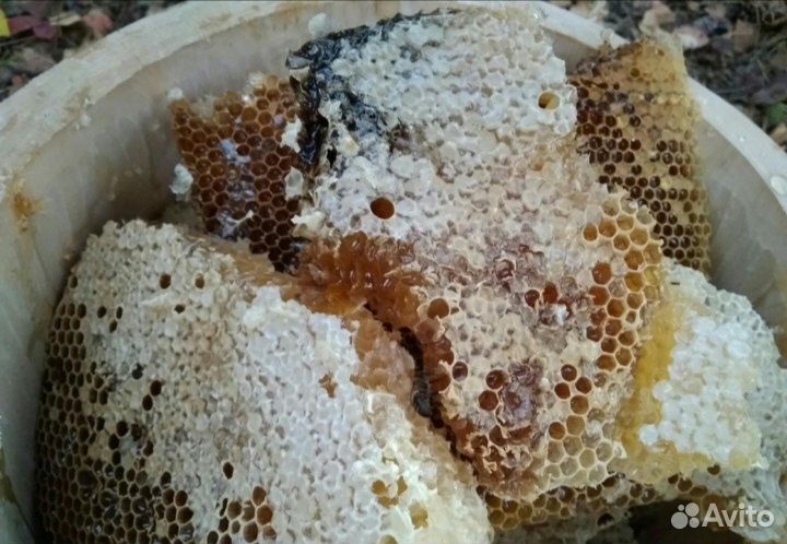 Дикий бортевой мед