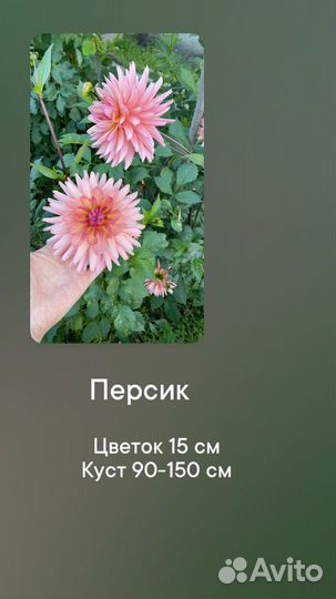 Клубни георгин