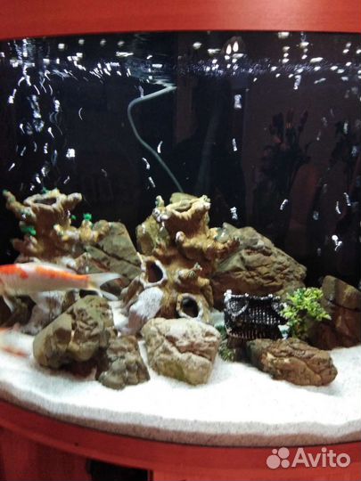 Аквариум
