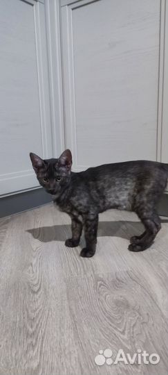 Египетская мау в окрасе дым