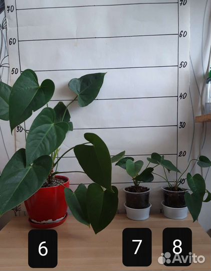 Комнатные цветы