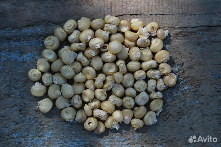 Семена кукурузы