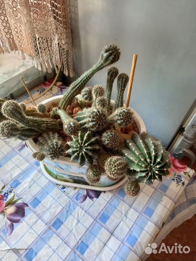 Кактусы и суккуленты