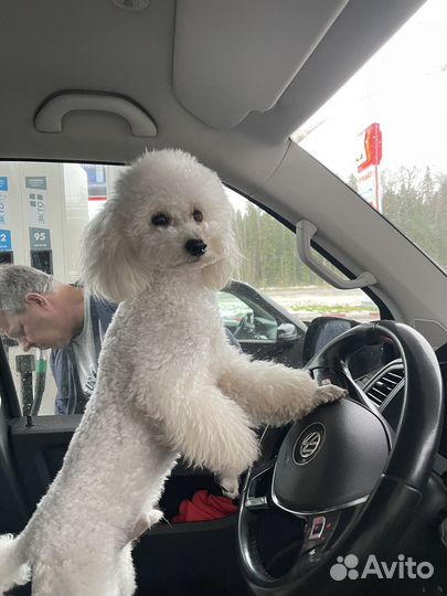 Пудель на вязку