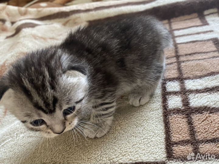 Продаются шотландские котята
