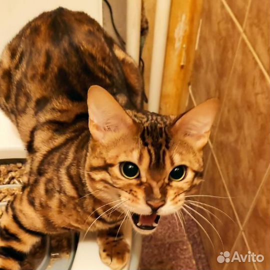 Бенгальский кот