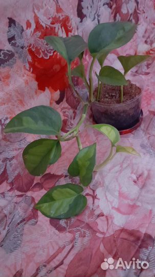 Комнатные цветы