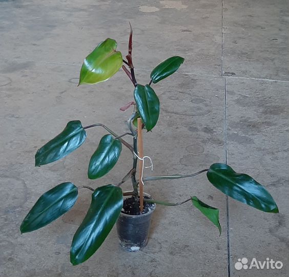 Филодендрон