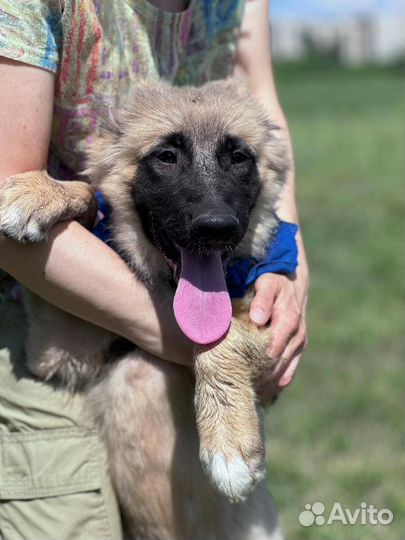 Красивый щенок Мэлоди в поиске дома и семьи