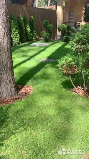 Рулонный газон 