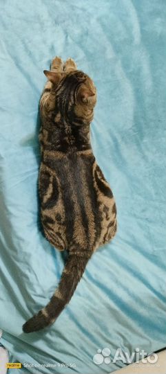 Шотландский кот вязка