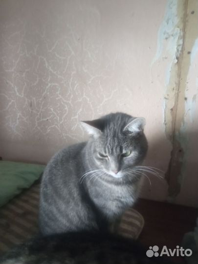 Кошечка в добрые руки