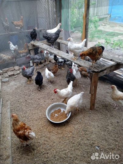 Куры петухи