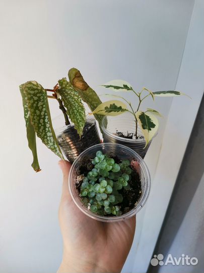 Комнатные растения цветы 3 часть