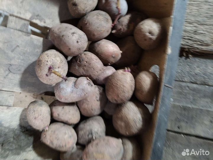 Семенной картофель