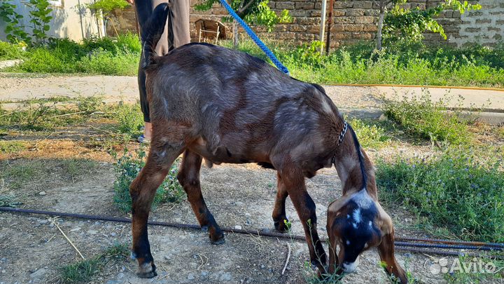 Нубийский козлик чистопородный