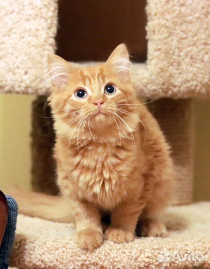 Коты бесплатно